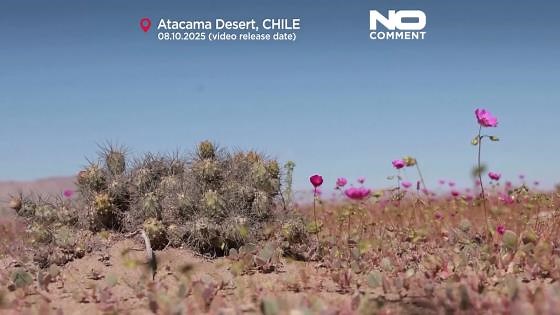 Chiles Atacama-Wüste blüht nach seltenen Winterregen