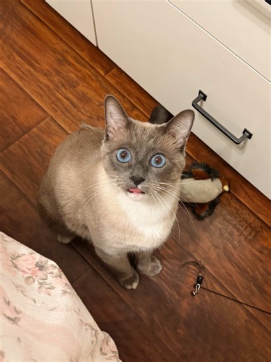 Just Bibble being Bibble… #bibbleandnori #cats #cute #funny