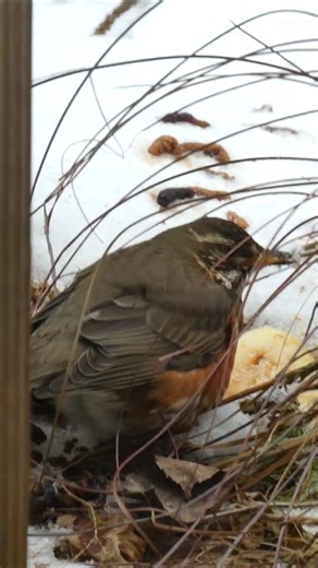 Rotdrossel nascht Apfel echte Drossel Rotdrosseln Vogel Vögel Bird Birds #rotdrossel #drossel