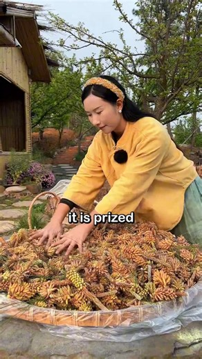 7.6K views · 61 reactions | Ever Wondered What Pine Pollen Tastes Like ✨ #NatureSecrets #PinePollen | Seethee | Facebook