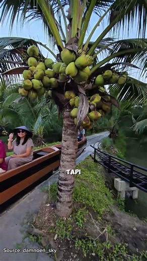 Amazing Coconut Plantation Innovation in Thailand #agriculture #plantations #coconutfarmers #gard...