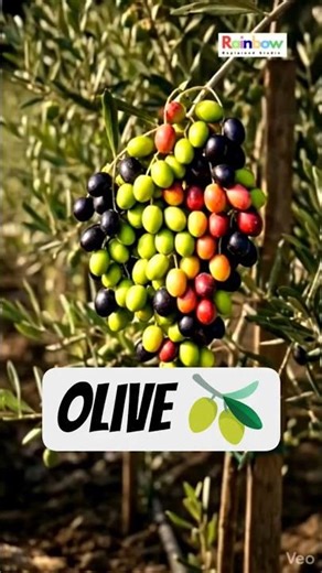 Olive Farming Time Lapse | From Tree to Harvest 🫒 #OliveFarm #Shorts