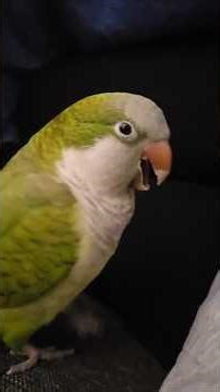 QUAKER LAUGH ALERT 🤣📢 #quakerparrot #nonstoptalkingparrot #laughinganimals #parrot #birds