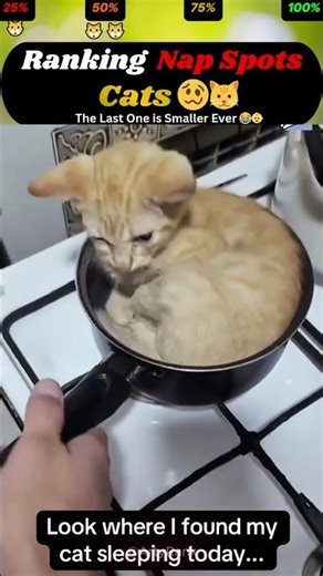 Coolest places cats choose to nap 🥴🥵 ( RANKING+ART) #cat #nap #shorts