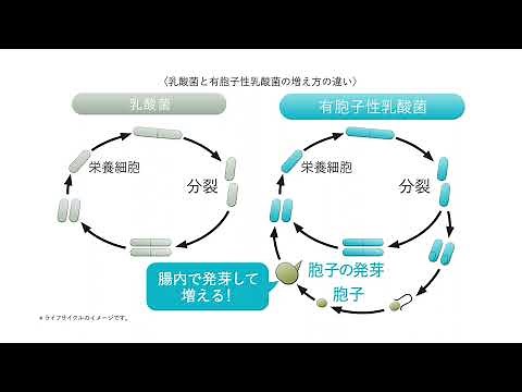 乳酸菌と有胞子性乳酸菌の増え方の違い【公式】ニュースキン