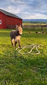 171K views · 8.2K reactions | #cute | Mini Hoof Mischief | Facebook