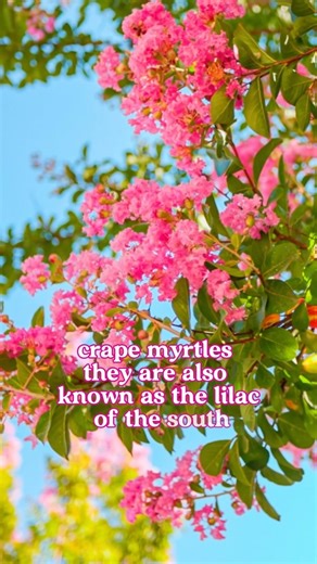 Crape Myrtles 101 🌸 These landscape darlings are a true Southern staple! Here are a few things we love about them: 🌺 Vibrant Blooms: Renowned for their long-lasting, colorful flowers that appear in summer and last through fall. They bloom in shades of pink, red, purple, and white. 🌳 Variety: Two main types - tree forms with a defined canopy, growing 15-25 feet tall, and shrub forms with a bushier appearance, growing 3-15 feet. 🌱 Low Maintenance: Relatively low maintenance and disease-resista