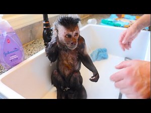 Monkey Bath Time! MonkeyBoo Birthday!