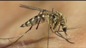 West Nile Virus, what is it and what it does