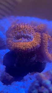 13 reactions | YouTube - Rob’s Aquatics / Get ready for the upcoming weeks of content, the camera is miles better than my previous one. / - [ ] #RobsAquatics #clownfish #clownfishes #reef #reeftank #reefaquarium #reefaddict #reef2reef #livesand #dryrock #saltwaterfishing #saltwateraquarium #saltwatertank #saltwater #dream #dreamtank #coral #coraline #florida #floridalife #fishfreak #marinebiology #marineaquarium #marinetanks #marinetank #marinetanksetup | Rob’s Aquatics | Facebook