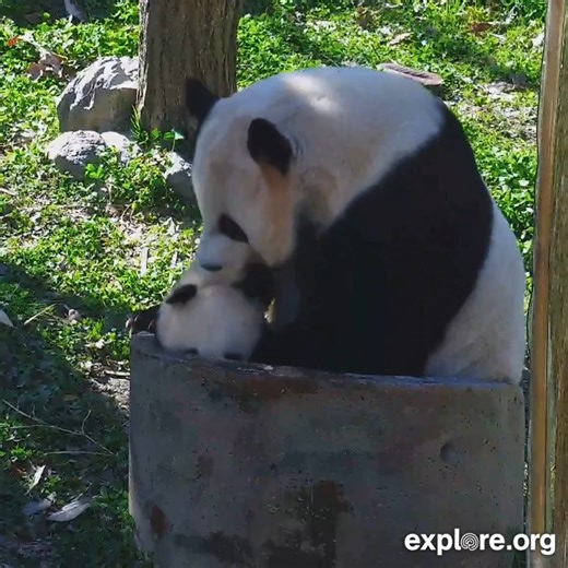 Surprise panda cub 🐼 | explore.org