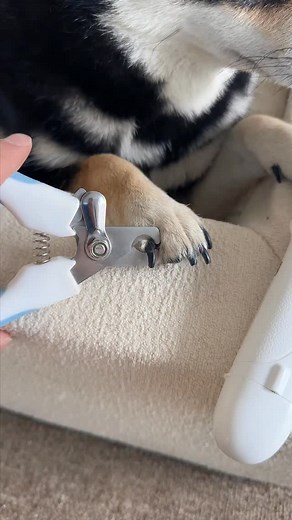 Never be scared to trim your pets nails again! These clippers effortlessly reveal the quick in your dog &cats nails making it safe and easy to trim black & white nails 🐾🐶 Link in bio for yours 🎄 #musthave #petlover #pet #petcare #dog #cat #petmusthaves | PawThentic Picks