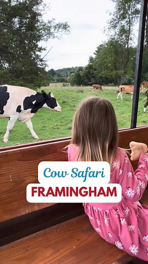 Cow Safari Rides at Eastleigh Farm — Weekend Family Fun