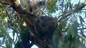 84K views · 451 shares | Koalas are known for being one of the laziest animals, but that all changes when two rival male koalas get into a fight over territory. #AnimalFightNight | National Geographic Animals | Facebook