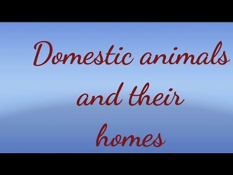 Domestic Animals and Their Homes