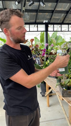Any problems with your orchids? 😱💜 Bryan takes you through some fabulous tips on how to deal with orchids after they finish blooming and how to care for different varieties of these popular tropicals! | West Coast Gardens