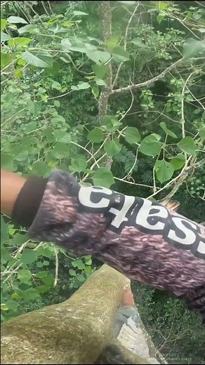 Fighting the Altitude to Harvest Forest Honey 🐝🐝🐝 | West Java Forest Honey #bees