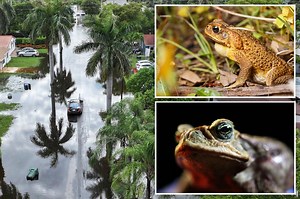 Rainy weather brings toxic cane toads — how to keep your pets safe from the lethal invaders
