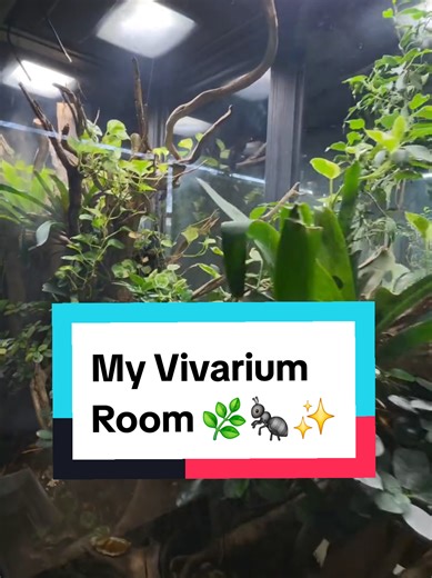 Welcome to my Nerdy Little Hobby - My Vivarium Room | Vivarium