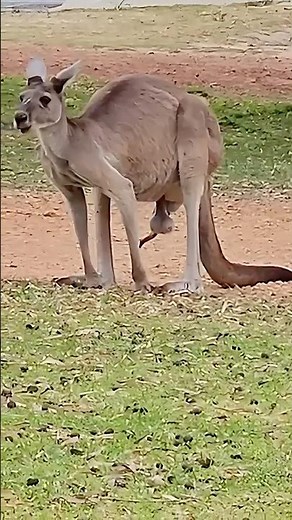 Kangaroo's RARE Mating Ritual Caught on Camera! #animals #wildlife #zoo #kangaroo #viral #shortvideo
