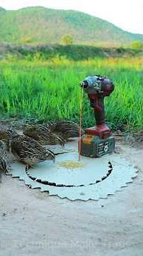 Technique Unique Trap # Creative DIY Quail Bird Trap #shorts