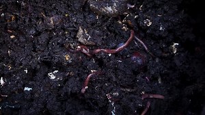 Biology, Worm, Earthworm. Free Stock Video