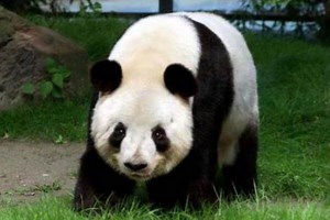 Cómo es el oso panda | Características del oso panda |