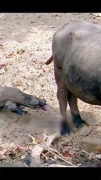 ഒരു ചെറിയ മുറിവ്… പക്ഷേ ഉറപ്പായ മരണം | Komodo Dragon Hunting #malayalam#viral #shorts