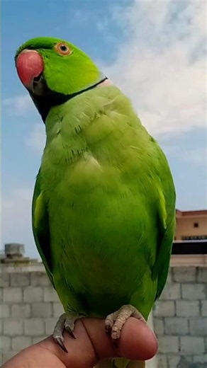 Parrot natural sound's 🦜🦜#ringneckparrot #greenparrot #beautiful #birds