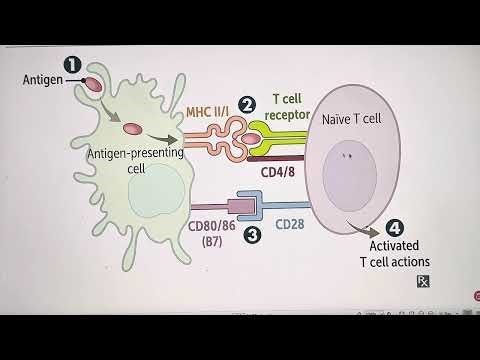 How T cells get activated | Positive and Negative selection | HY topic of Immunology | Usmle | Plab