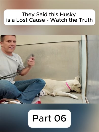 Essential Dog Training Tips for Pet Owners