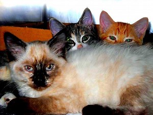 Kittens Ready for Adoption Right Now