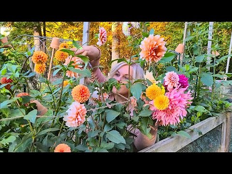 How To Store Dahlias for Winter. Overwintering Dahlia tubers the EASY way! Winter Storage.
