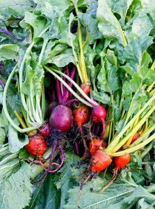 What Healthy Vitamins and Minerals Are in Beets? | LoveToKnow Health & Wellness