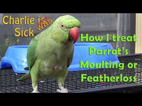 Why Parrots Moult or loose feather? and how to Fix Parrot Moulting