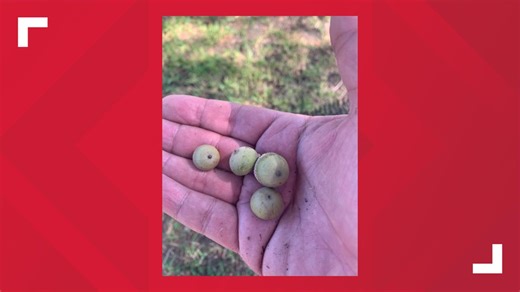 THE ACORN THEORY: Can acorns predict winter weather?