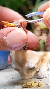 84K views · 871 reactions | birds botfly removal #cat #botfly #birds | Md Juwel Bou | Facebook