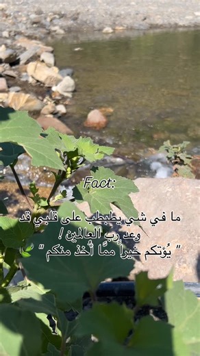 Algerian Women's Talk on Reels