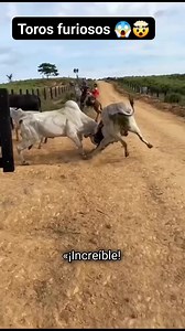 15K views · 82 reactions | Toro vs Toro  #viralpost2025 | Flocurioso | Facebook