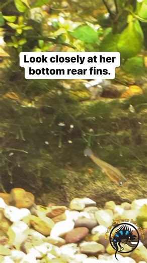 Yay! Our Daisy Rice Fish must be happy because the females are starting to carry eggs around! 😃 This is something that we have never seen before, so of course, we had to record it and share it with you guys. Hopefully, they'll get fertilized and we can get some baby Daisy Rice Fish! 🌼🐠 #fish #fun #amazing #happy #exciting #excited #aquarium | The Tye-Dyed Iguana