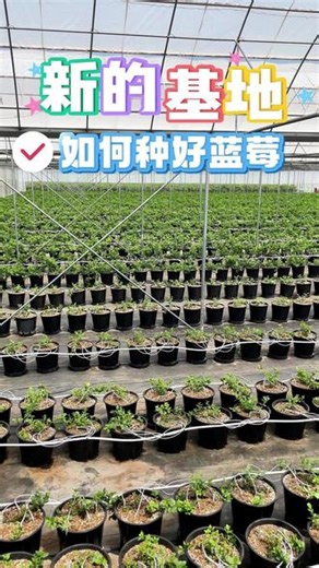 技术人员现场揭秘！新基地的蓝莓到底怎么种才甜？ 技术人员说这样种出来的蓝莓才配叫“莓小蓝”！种蓝莓我们是认真的！#蓝莓 #种植小技巧 #生态种植