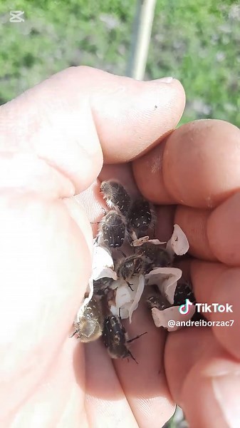 🌸 Astăzi vă arătăm frumusețea florilor din livadă, dar și cum protejăm manual pomii de gândacul Tropinata hirta, care atacă florile și poate compromite recolta. 🌳 Fără chimicale, doar muncă atentă și respect pentru natură! 💪🍃##Pere #prăsade #livadaru #floresti #Ciutulesti #ciutulesteni_activi #muncacupasiune