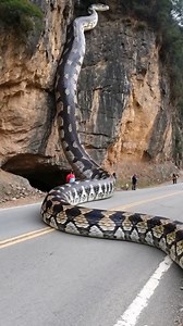 109K views · 228 reactions | A huge python blocks the highway and drivers honk their horns to urge it on #animal #animals #snakes #snake #reelsfacebook | Animal world | Facebook