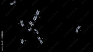 This stock motion graphics video shows dragonflies flying on an alpha channel background.