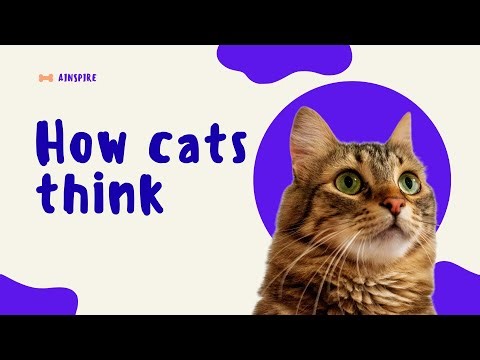 Science REVEALS: Your Cat is a GENIUS (But Fails This SIMPLE Baby Test!) 🐱🧠
