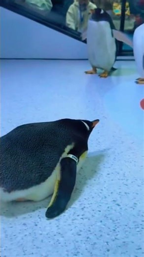 Penguins:The most Adorable Gangsters#penguin#adoreble#cuteanimal #cutebird #penguinlove #penguinfans