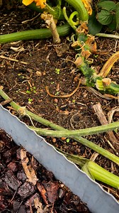 470K views · 1.7K reactions | Add old egg for zucchini plant #fertilizer #vegetablegarden #backyardgarden #homegrown #FreshGarden #happygarden #compost #fyp | GrowwithChea | Facebook