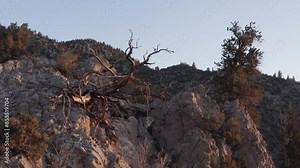 Methuselah, one of the oldest living tree in the world in beautiful sunset light. Bristlecone Pine Forest, California, US