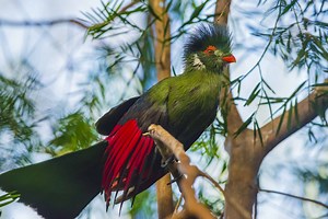 Turaco