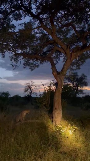 What happens if hyenas evolve to climb trees? Will leopards get extinct due to starving? #leopards #leopard. #hyena | Wildfriends Africa